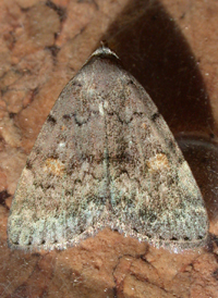 Common Idia